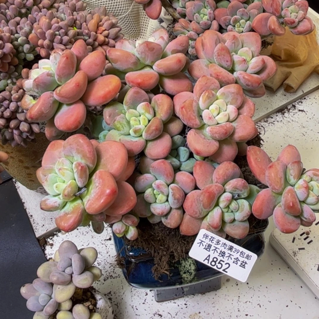 樱花洛神852/13cm多肉