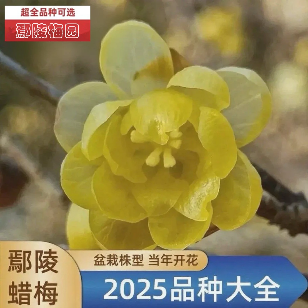 盆栽型鄢陵素心檀香罄口虎蹄腊梅花嫁接品种浓香年宵花鄢陵梅园