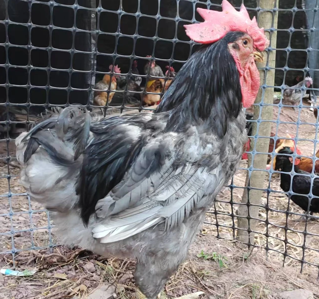 【马主任直播专用】正宗散养土鸡现称现杀2年以上老鸡保鲜顺丰包邮