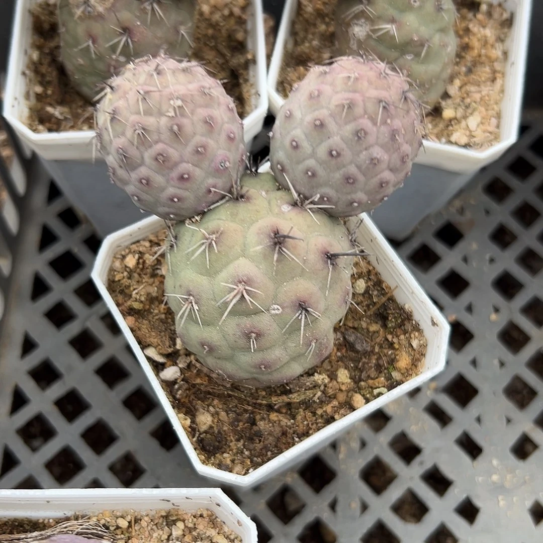 多肉植物习志野群