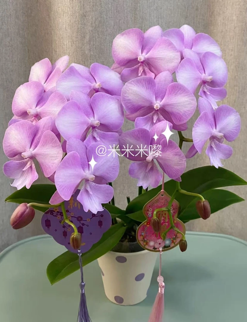贵族品种2个花剑 【骑士】蝴蝶兰 爆花爆花 神仙颜值稀少