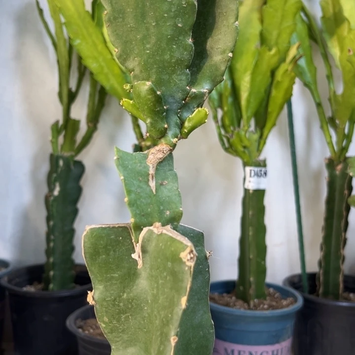 当前无花栽培后可以开花498有瑕疵