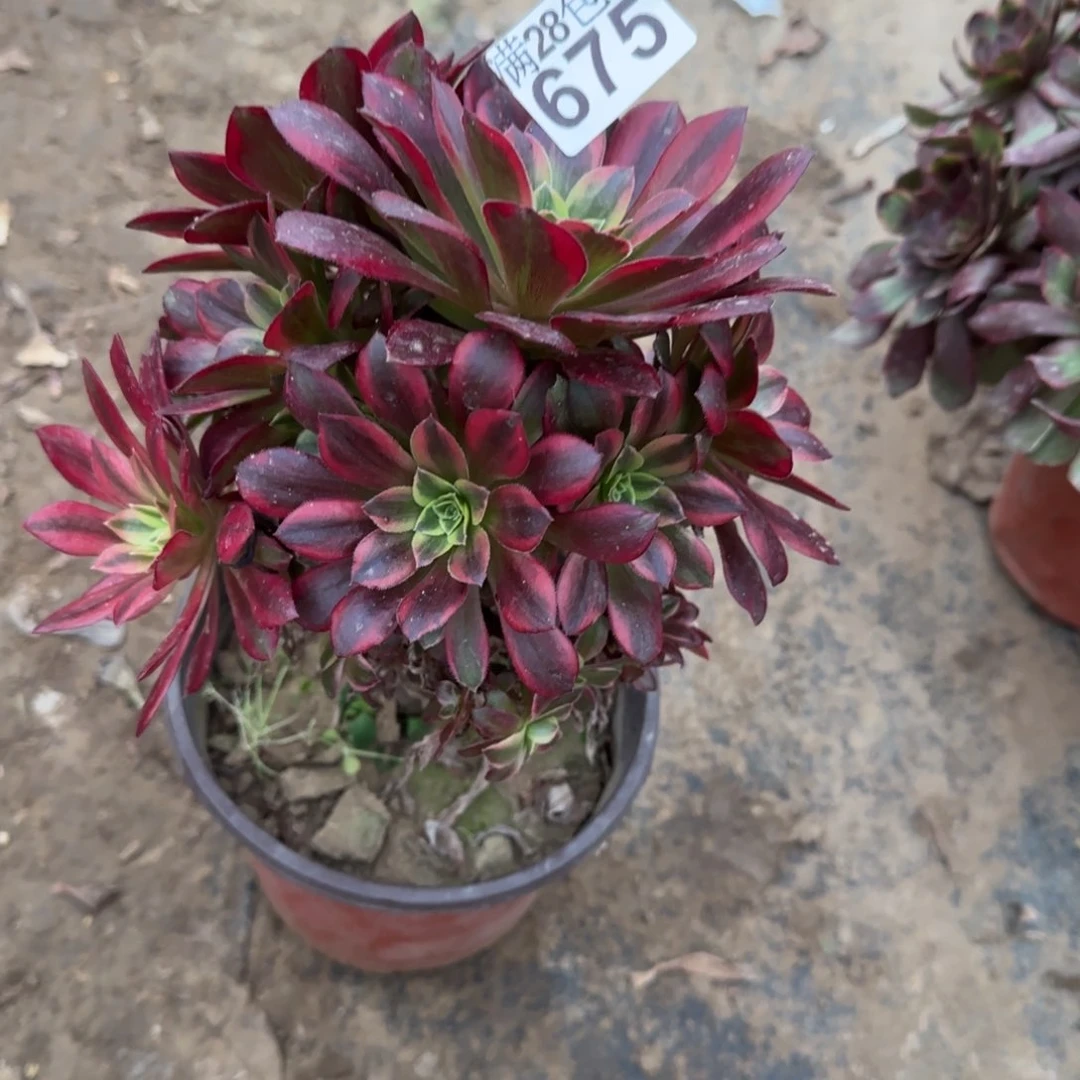 白*梦安娜多肉675满28包邮断枝不包瑕疵