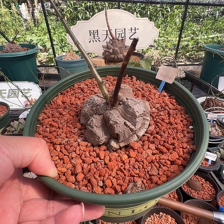 多肉植物专拍 一物一拍 南非龟甲龙956