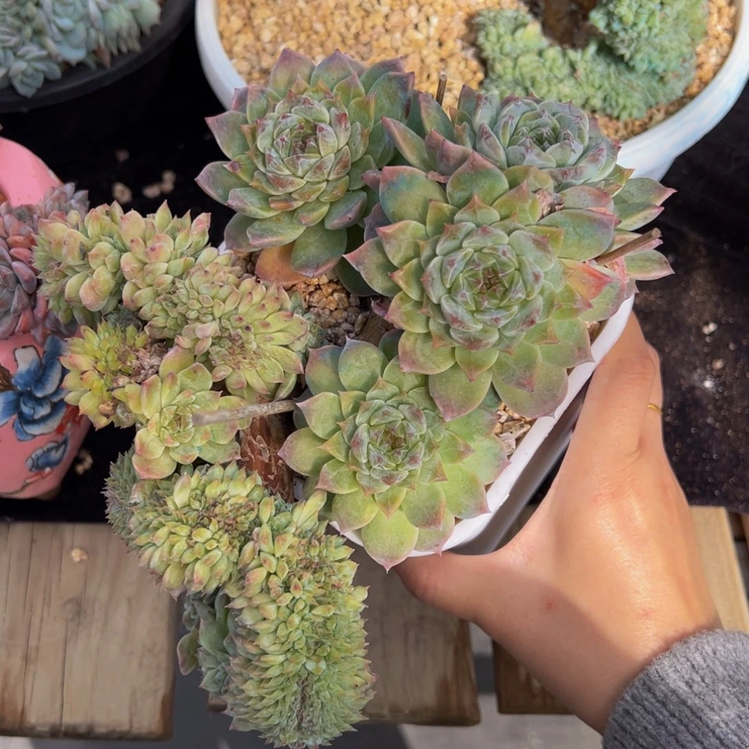 小桃花冰魄缀天天开心