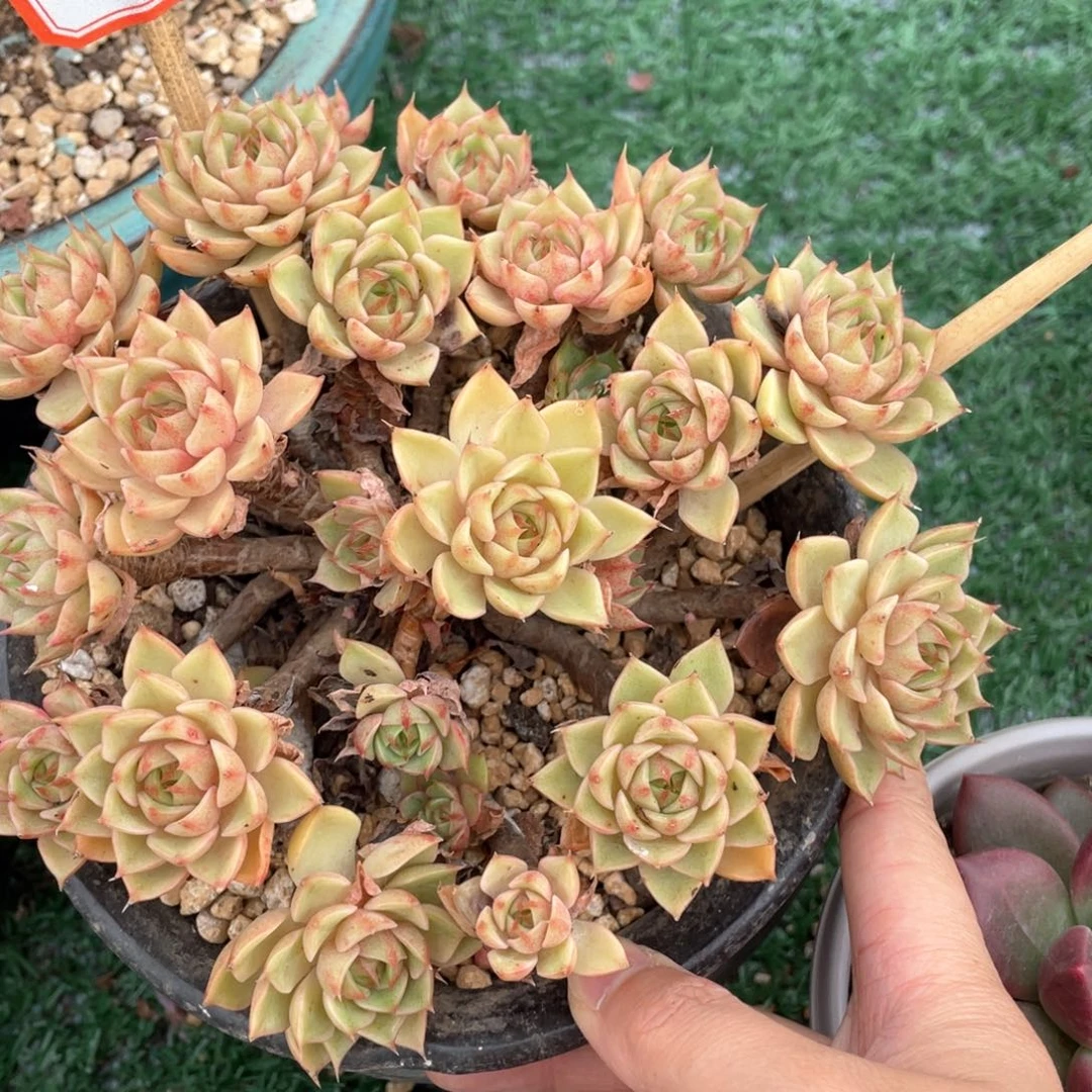 009 一物一拍满28包邮非偏远