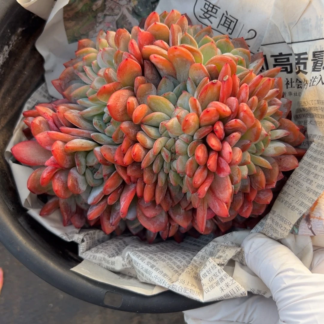 全明星缀化多肉植物