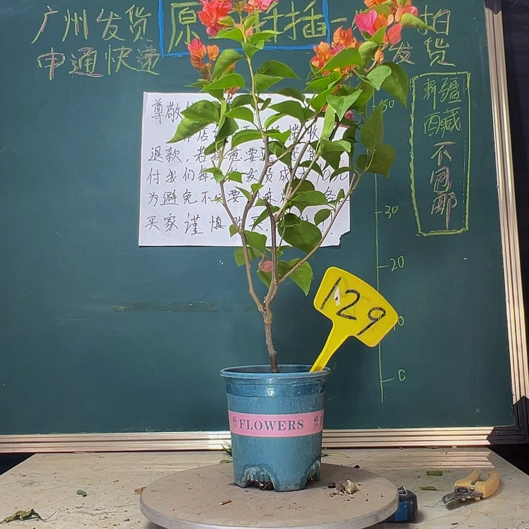 当前无花栽培后可以开花波伊斯玫瑰129