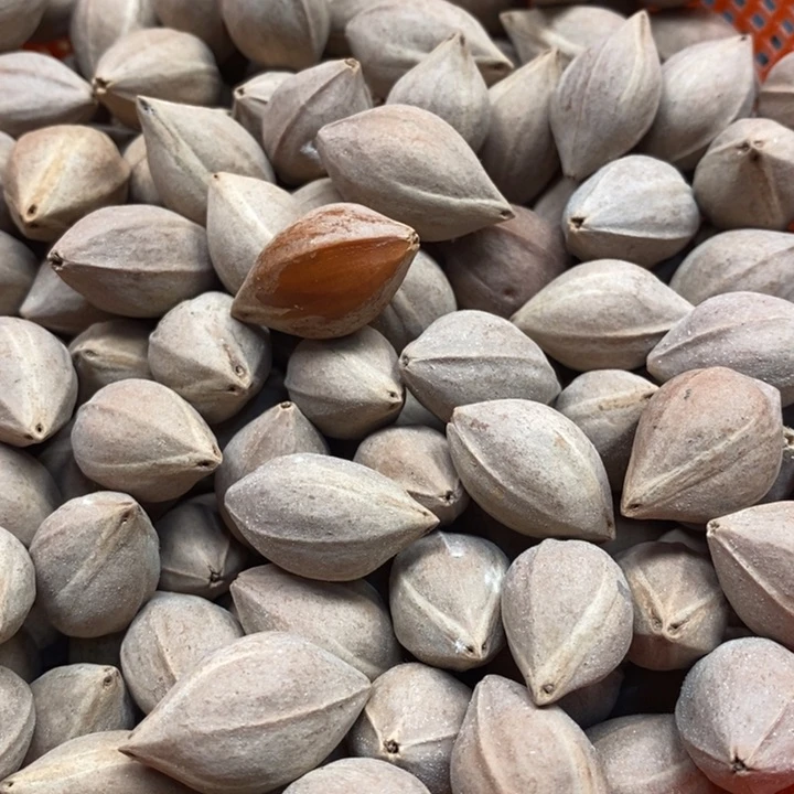 吊坠橄榄核角****鱼