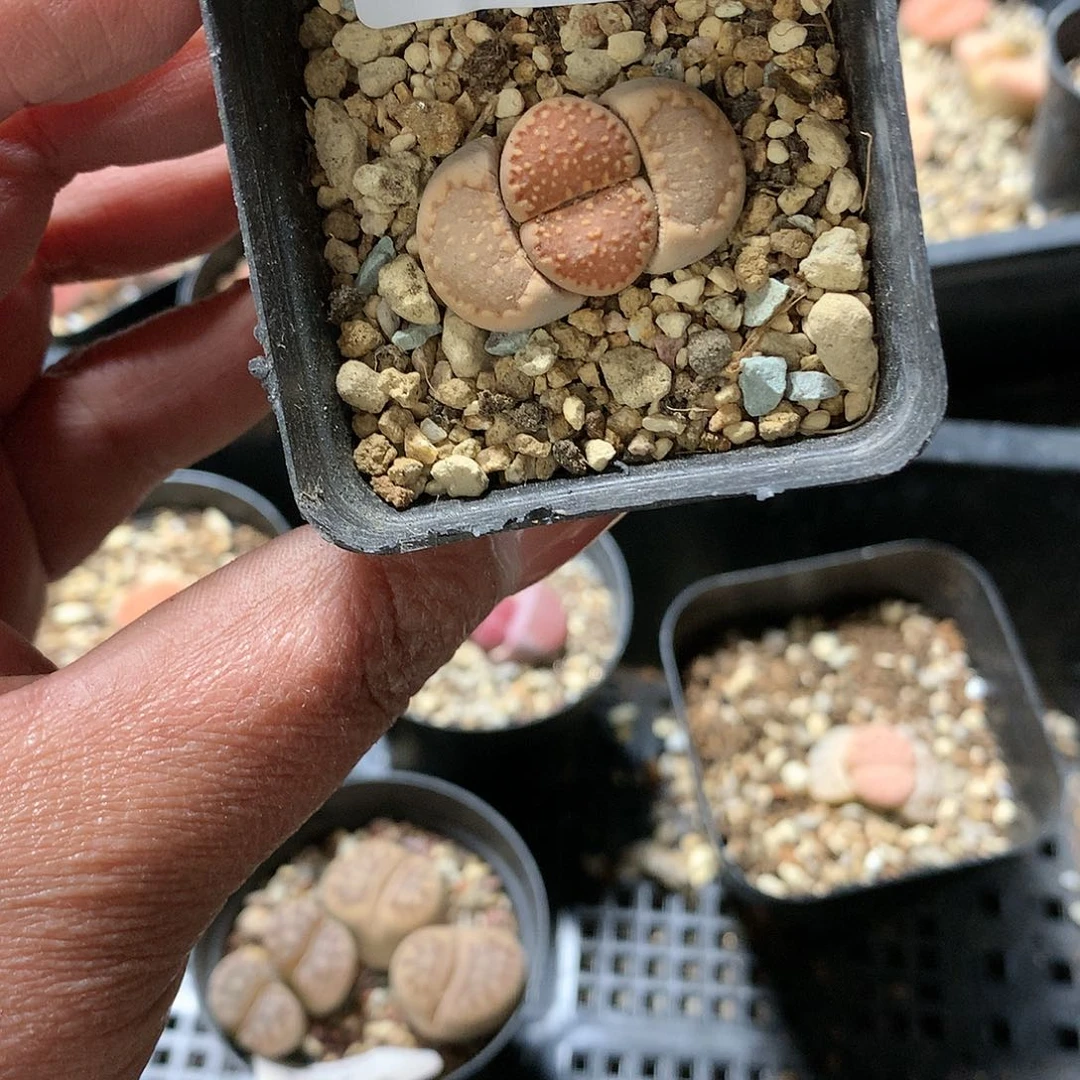 H06多肉植物保护研究所