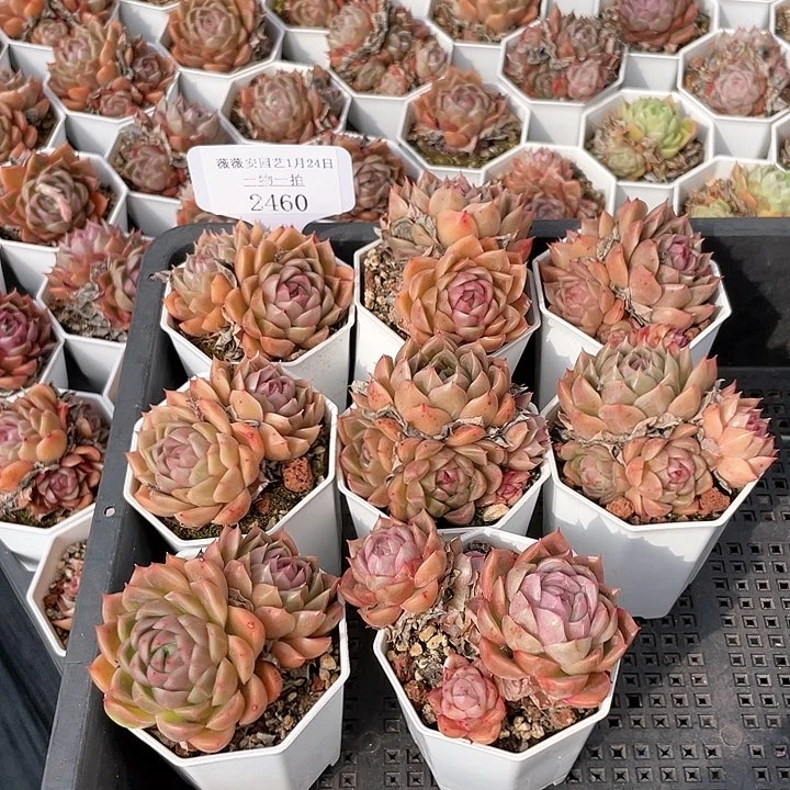 薇薇安园艺多肉2460