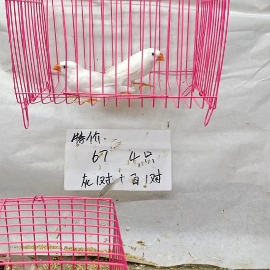 事***成珍珠鸟全品白色两只母