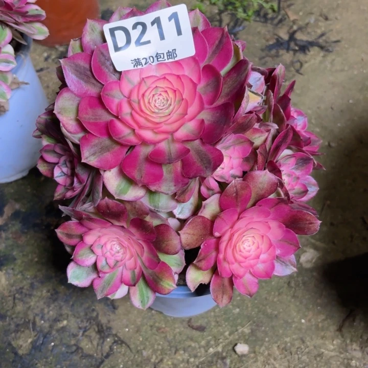 冬**杨瑞妈多肉2.2.211