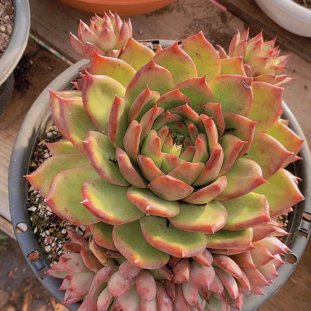 多肉植物黄金体群