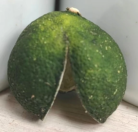 2025年东甲牛比围头采原始品种三花青