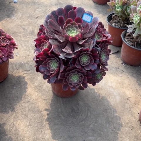 378多肉植物组合