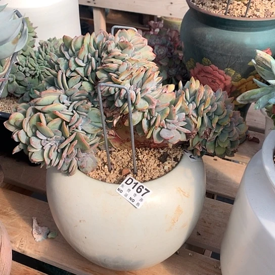 血凤缀化167 亏本处理退款拉黑7-8天发挥