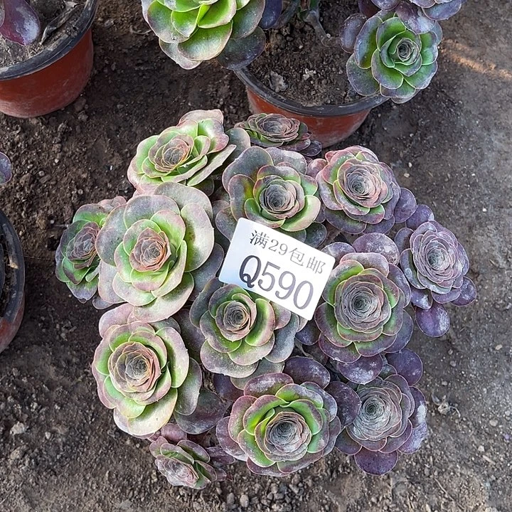 590魅金玫瑰多肉植物