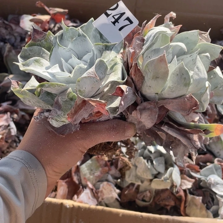 247号雪山2颗多肉植物