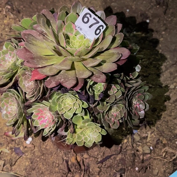 676水蜜桃多肉植物不售后