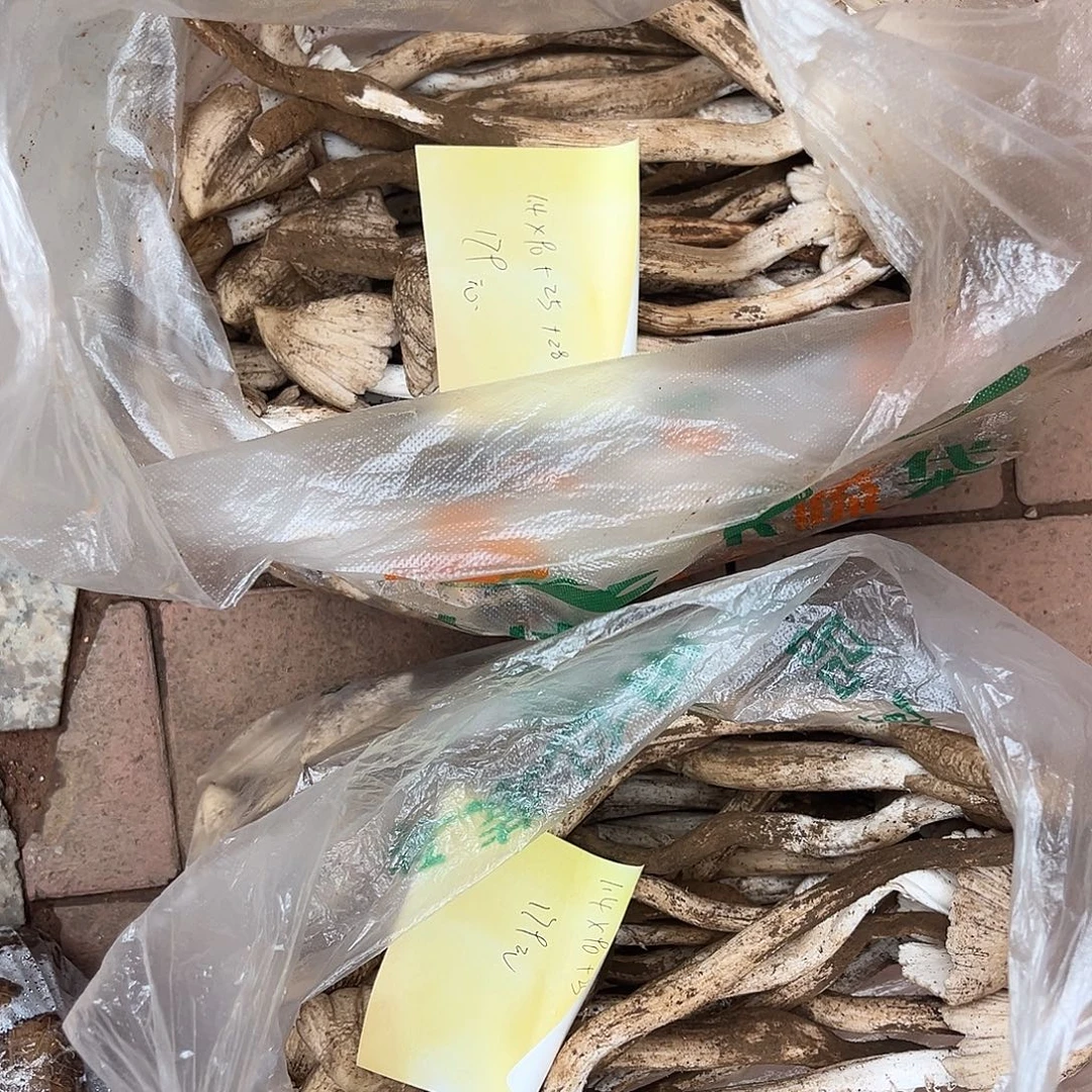 鸡纵菌中国大陆1.4斤鸡纵菌代购不售后