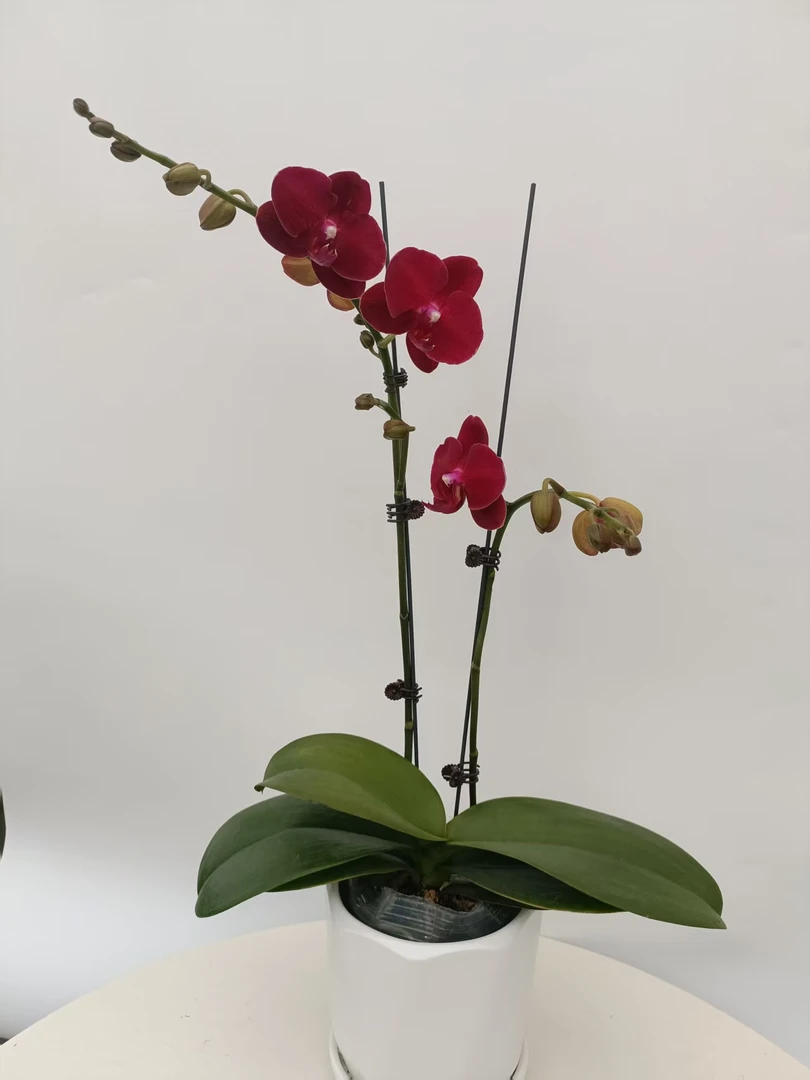 欢然花田蝴蝶兰（拉菲）双剑