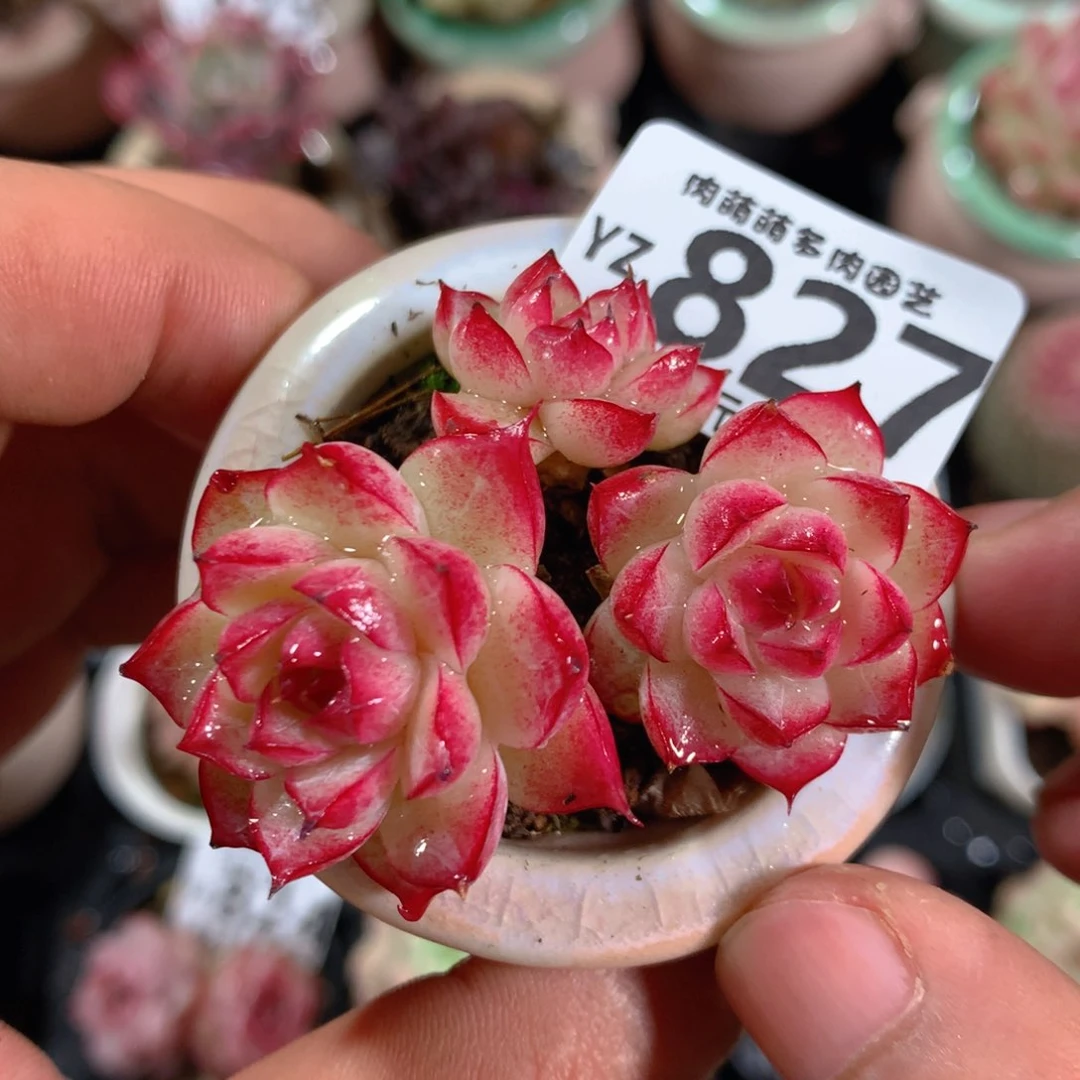 5CM拇指盆精控多肉YZ827