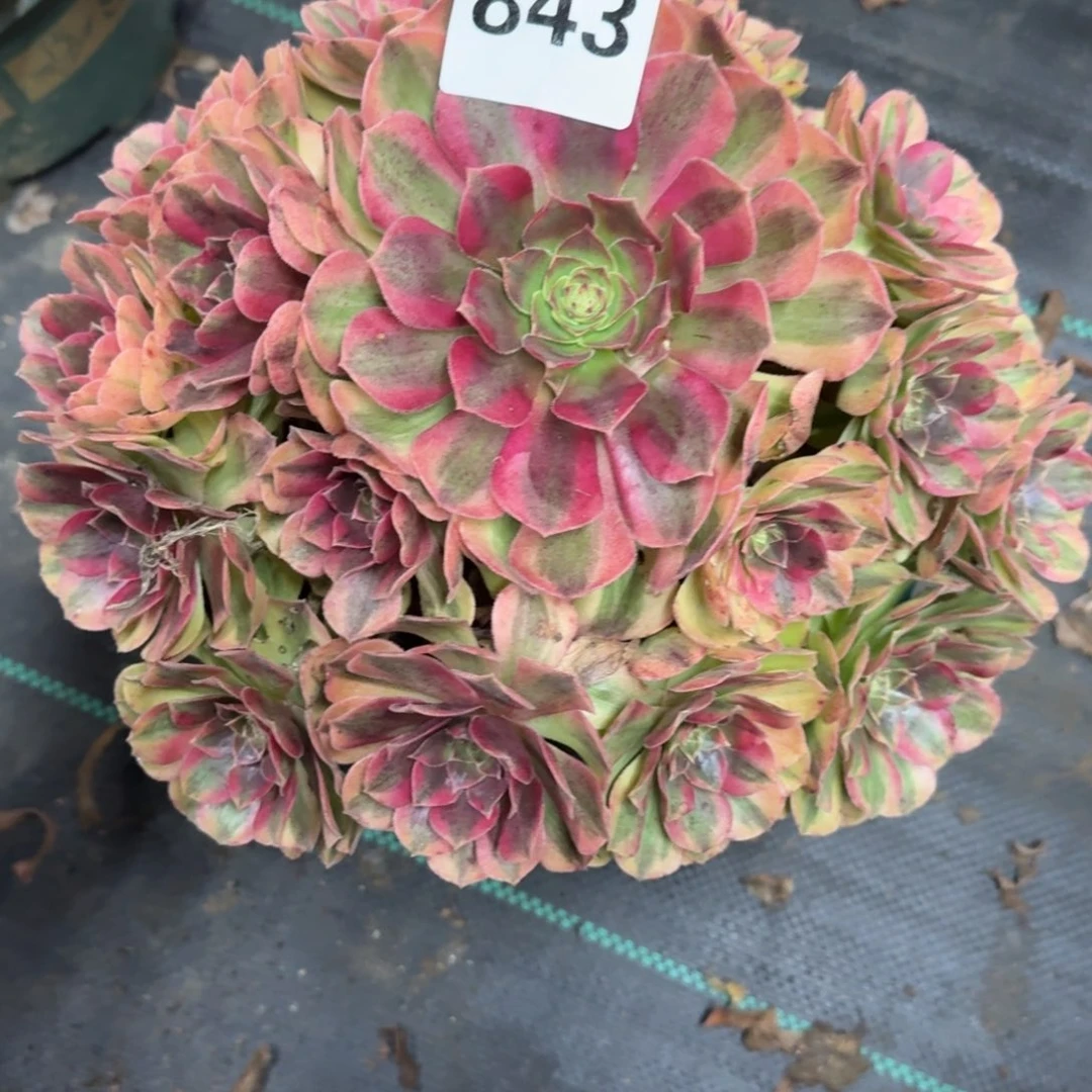 雨河老庄多肉植物843