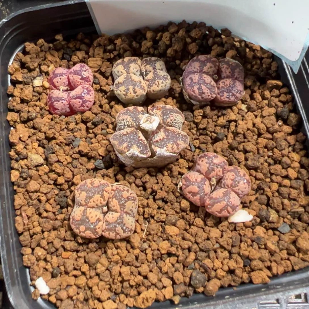 28-98勋章多肉植物，