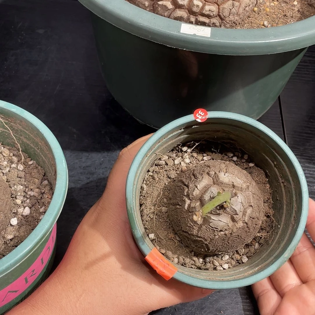 龟甲龙带盆包邮了