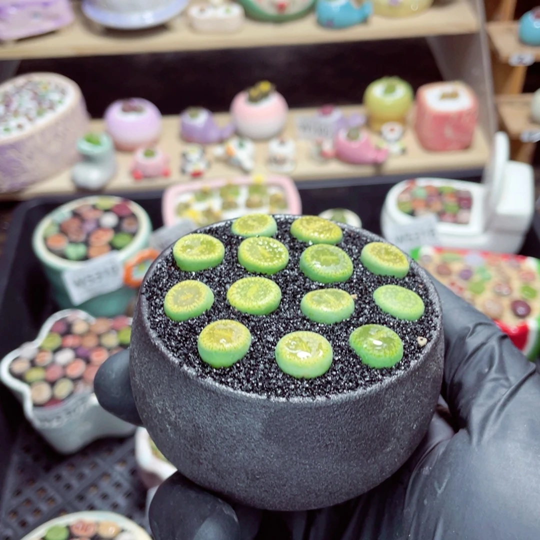 夜间零下地区拍保温箱w5328