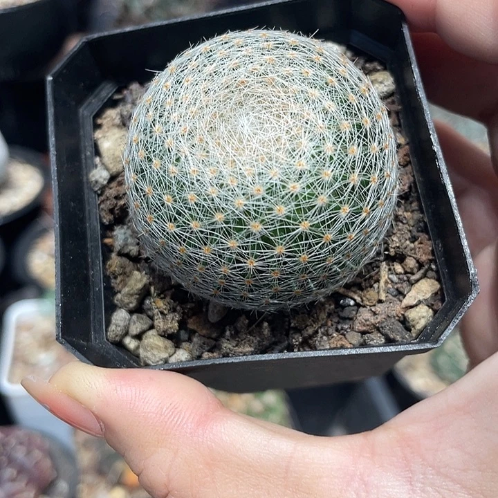 实生白绢仙人球一颗