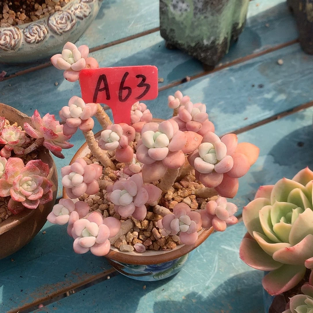 琦****～洛神多肉植物脱土