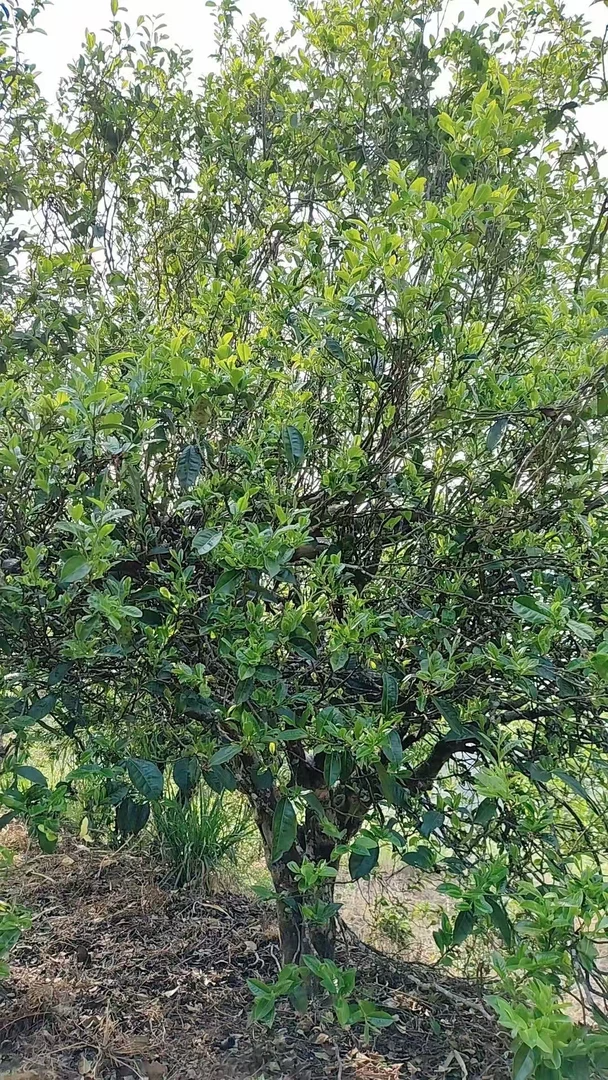 云南普洱茶单株编号5（生茶）紧压茶