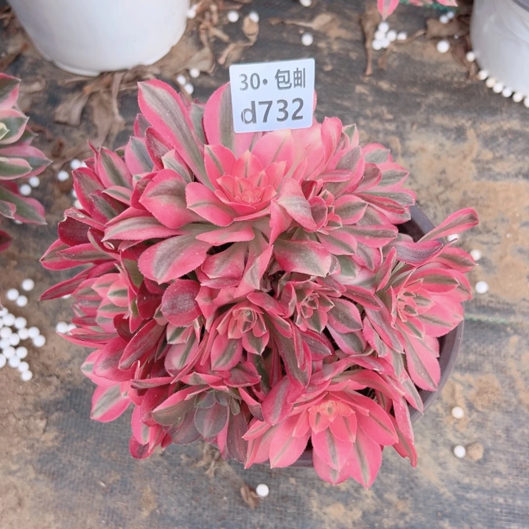 732女巫多肉法师