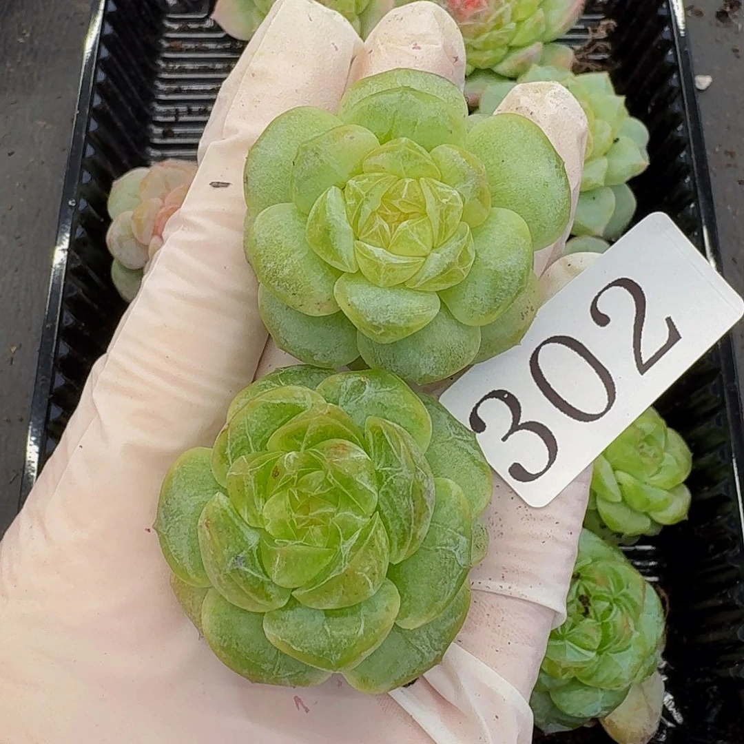 多肉植物多肉植物302