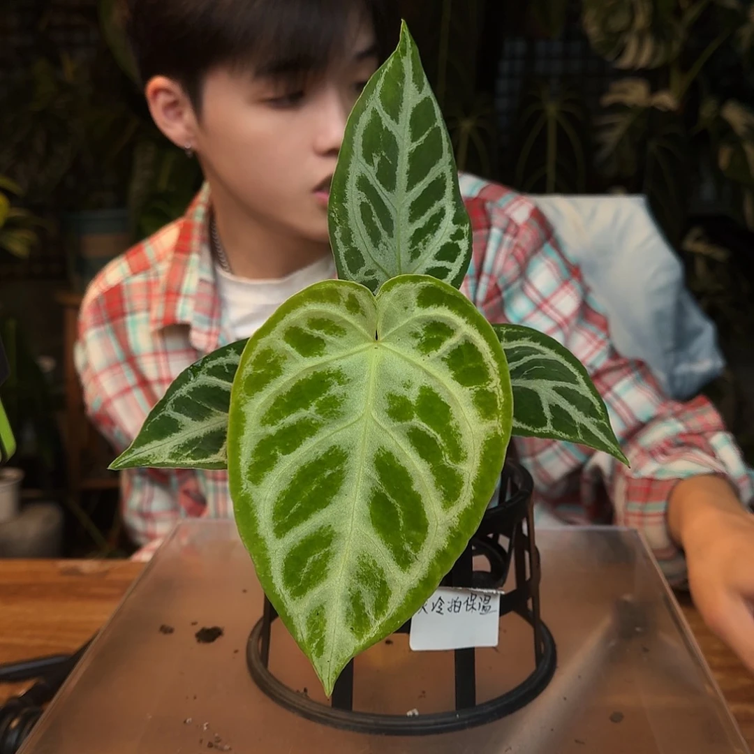 完全开放L89银色面纱杂银刷子