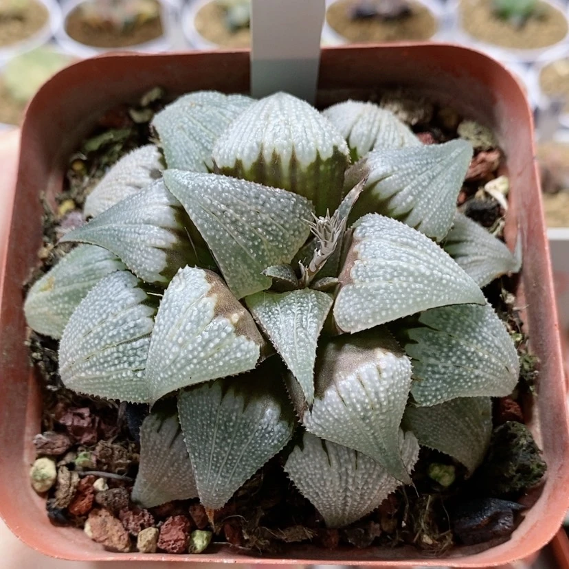 【闪购商品】103铝之星