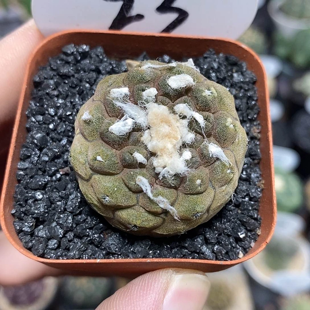 实生蜥蜴皮23号3.5cm