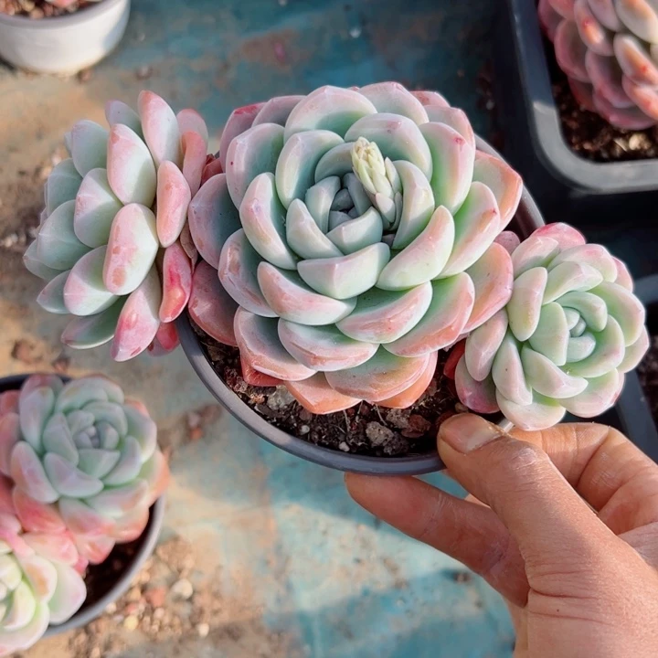 精品多肉植物老桩