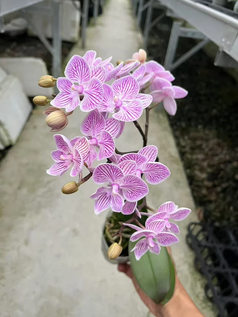 樱花蝴蝶兰，单颗