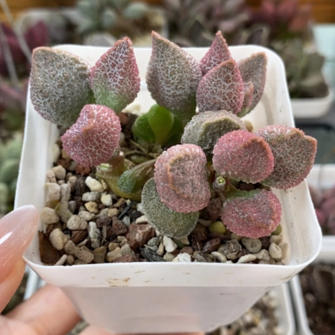 【闪购商品】无花朵暗恋