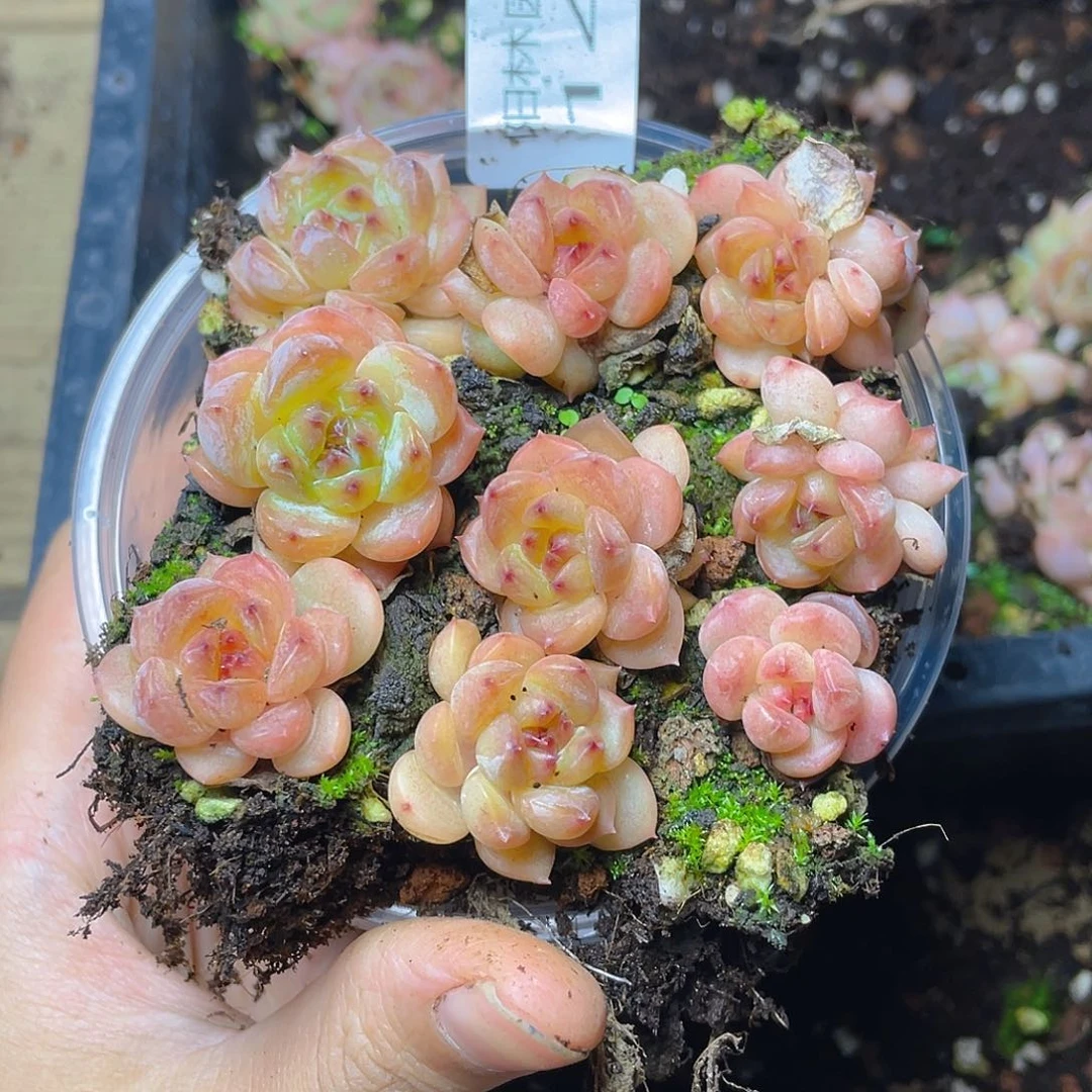 多肉植物多肉植物142