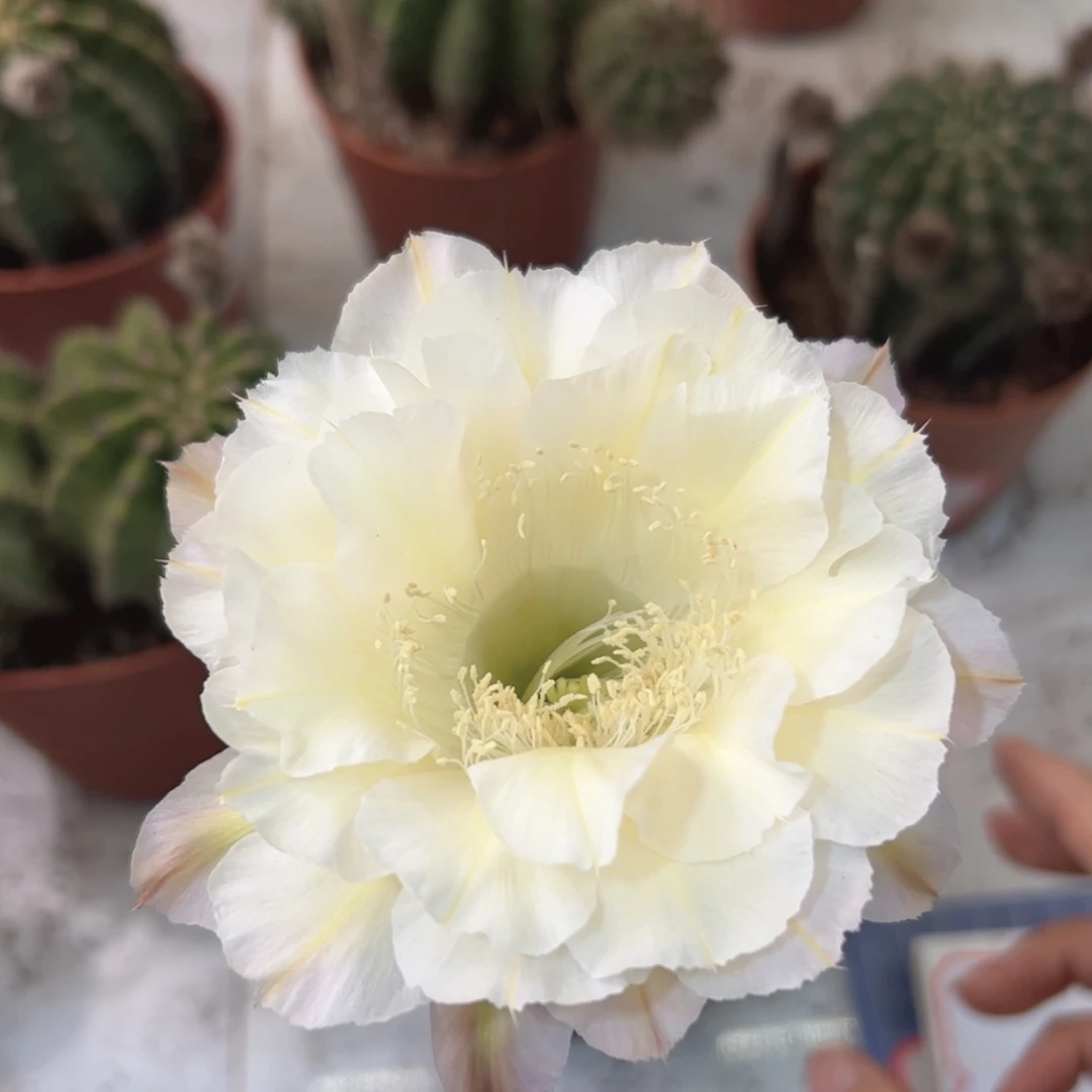 彩草奶黄白1号6.5-7公分左右