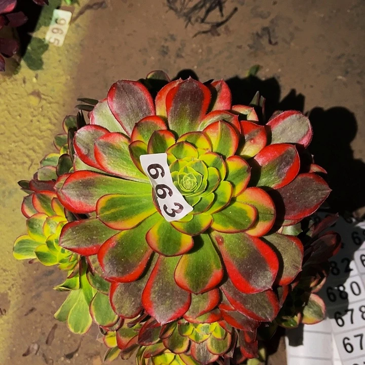 663奶白宽锦多肉植物处理不售后