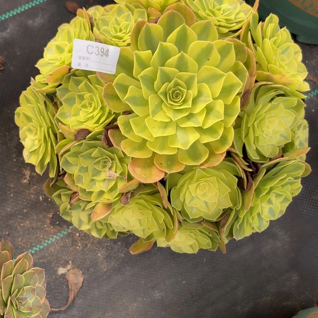 394雨河多肉植物发货