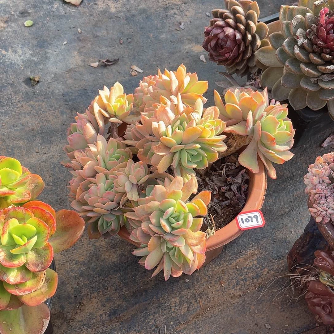 1079绮罗 一物一拍多肉