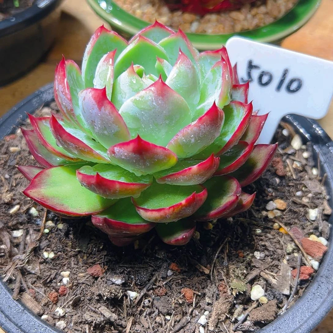 ?*晶惊鸿仙子一物一拍5010号