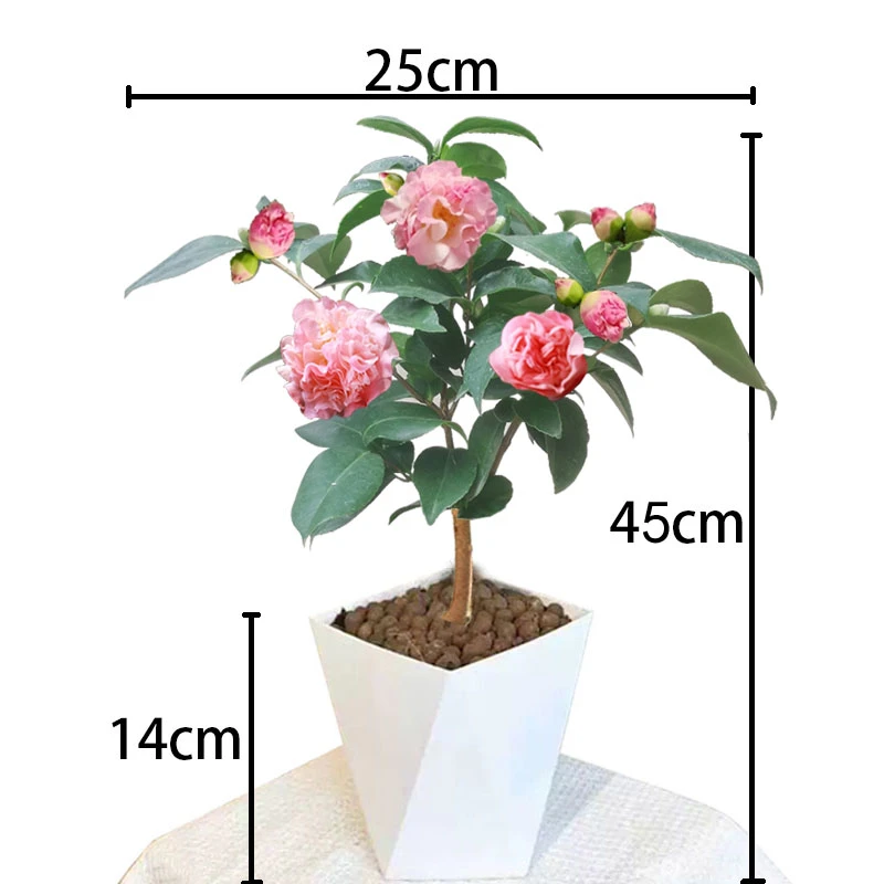 粉茶花四季开花耐高温耐寒四季开花北方盆栽带花苞室内外观花盆栽
