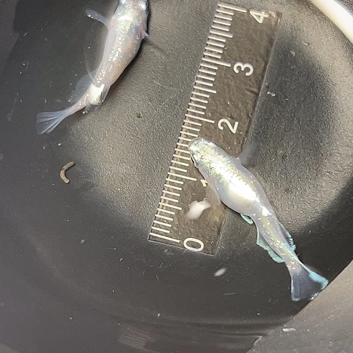 青鳉鱼紫金吉龙一组33